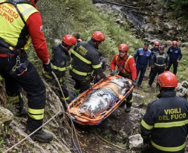 Vico Equense, cade da un ulivo mentre lo pota: muore 35enne