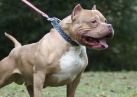 Pitbull aggredisce una donna a Ischia: amputata una gamba, è in gravi condizioni. Cane ucciso dalla Polizia