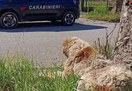 Orrore a Montella, cane seviziato e mutilato: ferite profonde e orecchie tagliate, denunciato il proprietario