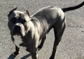 Paura al Rione Sanità: due pitbull senza guinzaglio tra i passanti, interviene la Guardia di Finanza.