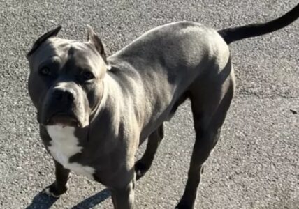 Paura al Rione Sanità: due pitbull senza guinzaglio tra i passanti, interviene la Guardia di Finanza.