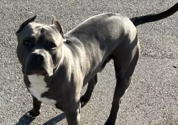 Paura al Rione Sanità: due pitbull senza guinzaglio tra i passanti, interviene la Guardia di Finanza.