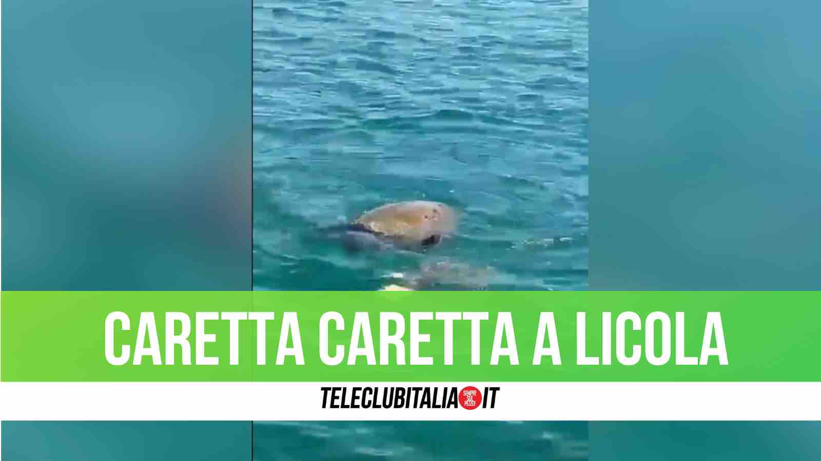 pozzuoli la spiaggia di licola mare accoglie il primo nido della stagione delle tartarughe caretta caretta da Teleclubitalia.it pozzuoli la spiaggia di licola mare accoglie il primo nido della stagione delle tartarughe caretta caretta