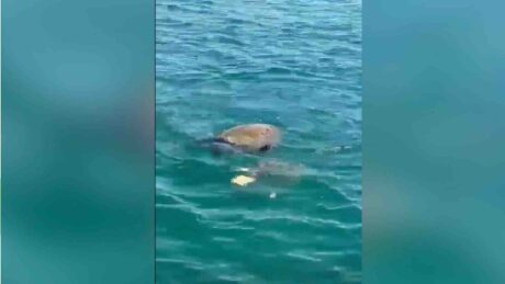 A Licola mare il primo nido di Caretta Caretta