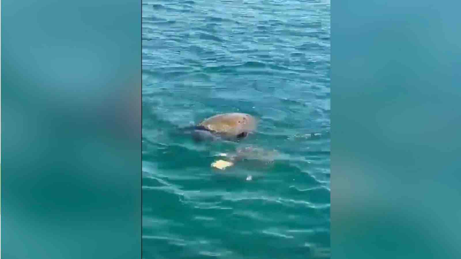 A Licola mare il primo nido di Caretta Caretta