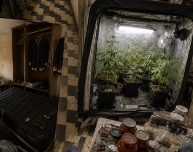 Torre del Greco. Degrado e droga sotto lo stesso tetto: scoperta serra di cannabis in casa