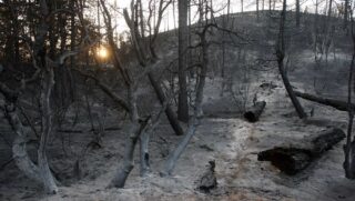 incendio bosco