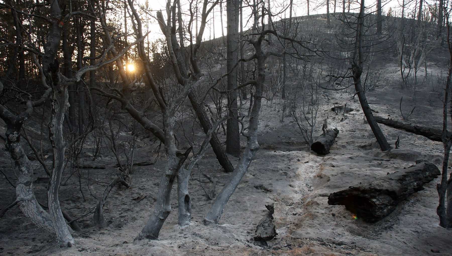 incendio bosco