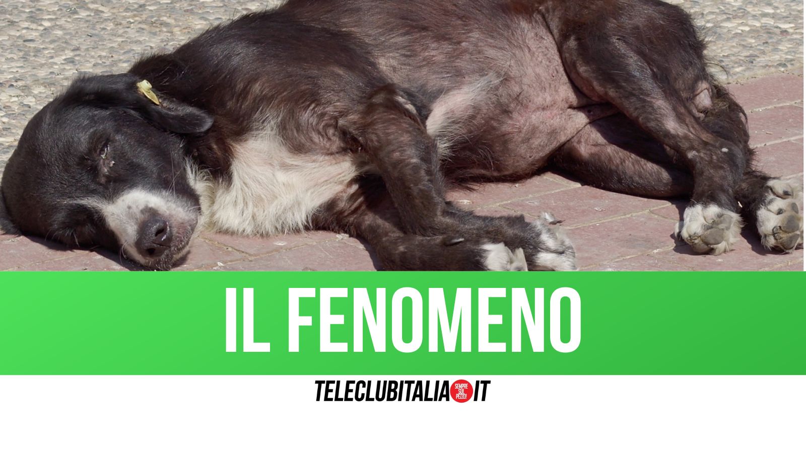 Amici a 4 zampe: come agire in caso di colpo di calore