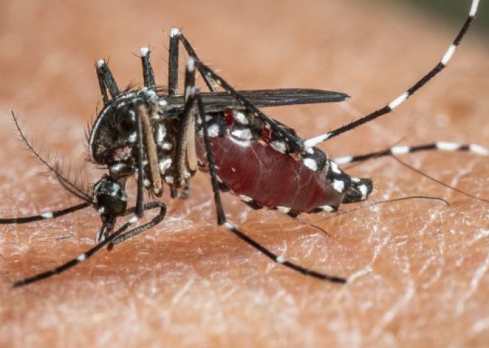 West Nile a Calvizzano, muore 72enne muore dopo aver contratto il virus