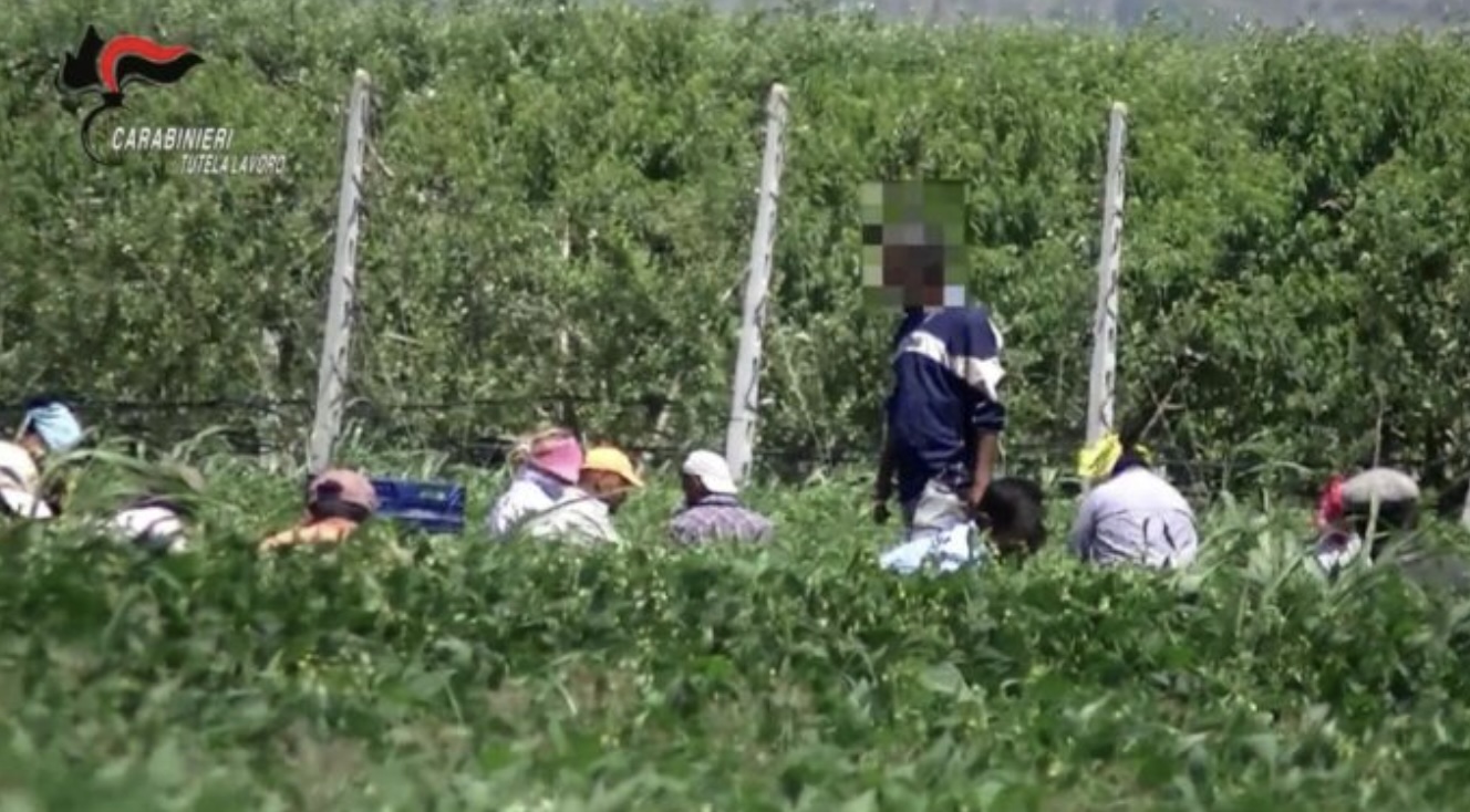Villa Literno. Braccianti sfruttati nei campi: 14 ore al giorno per un euro a cassetta